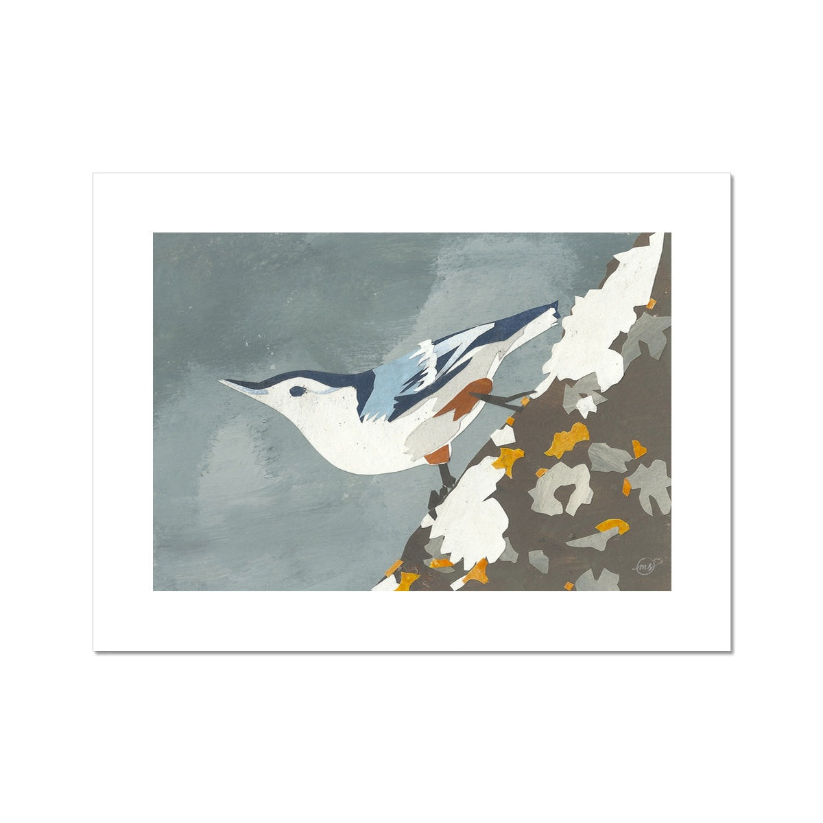 Nuthatch