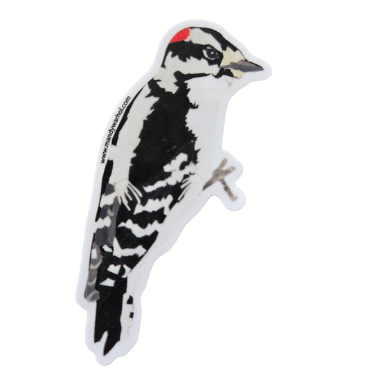 Downy Woodpecker Sticker