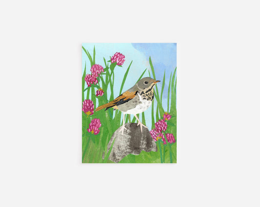 Red Clover Hermit Thrush Note Card