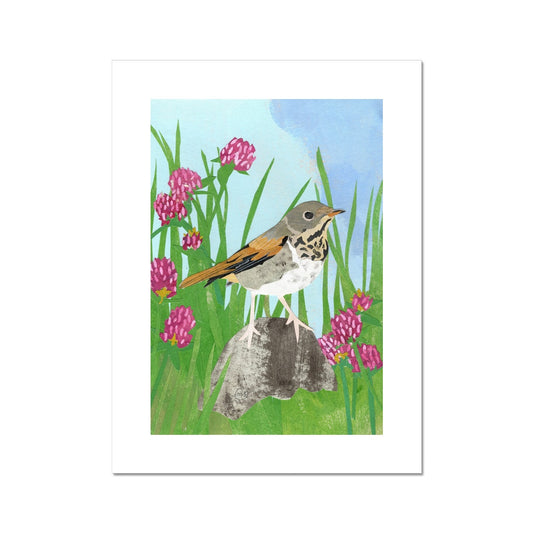 Red Clover Hermit Thrush