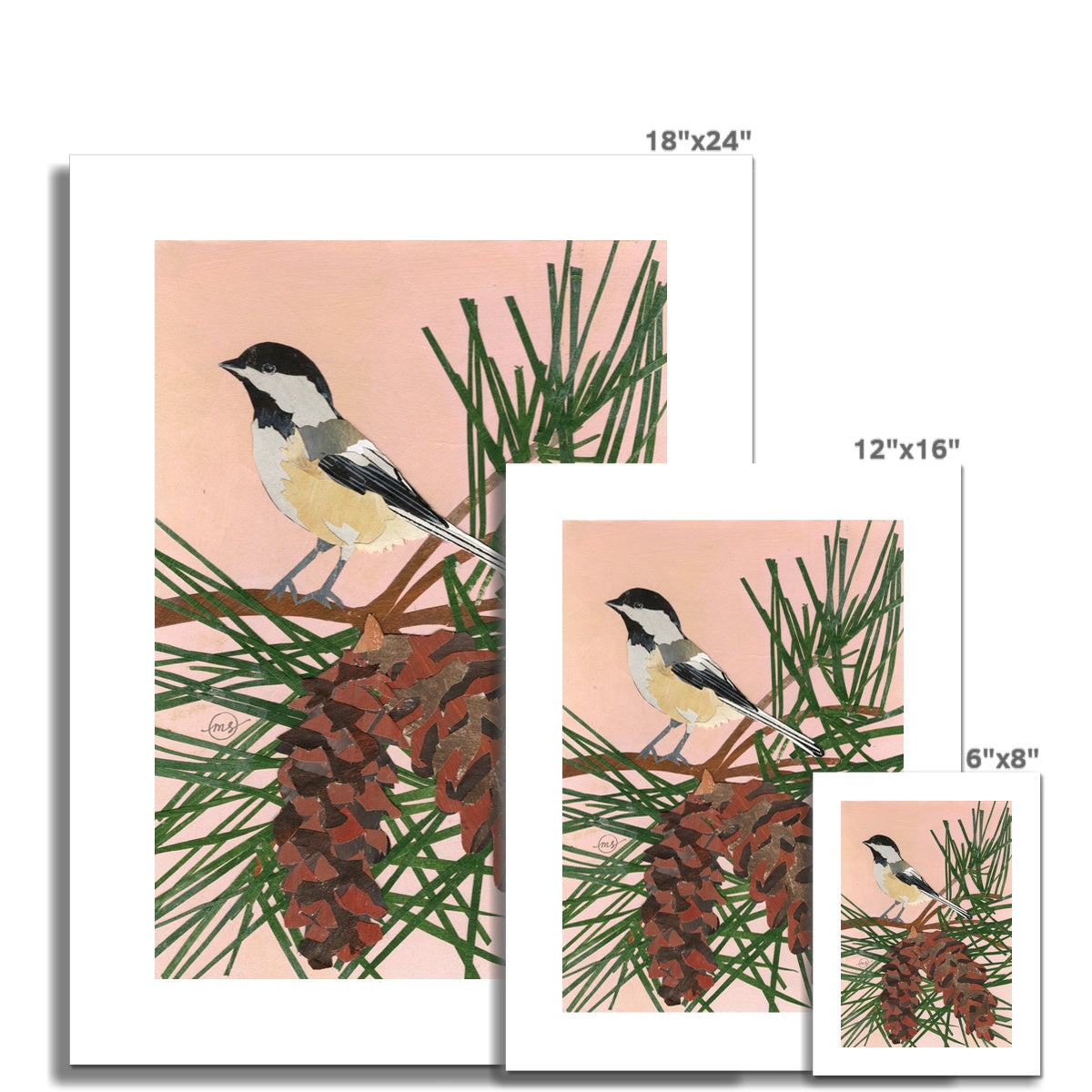 White Pine Chickadee